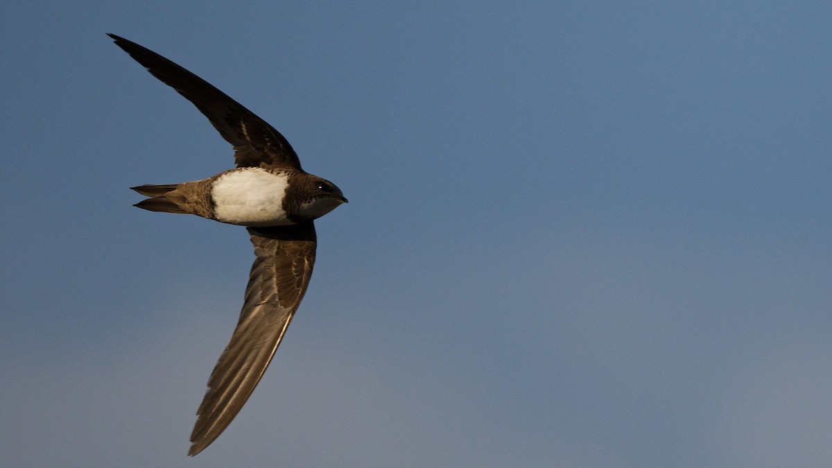 Alpensegler - ML644816968