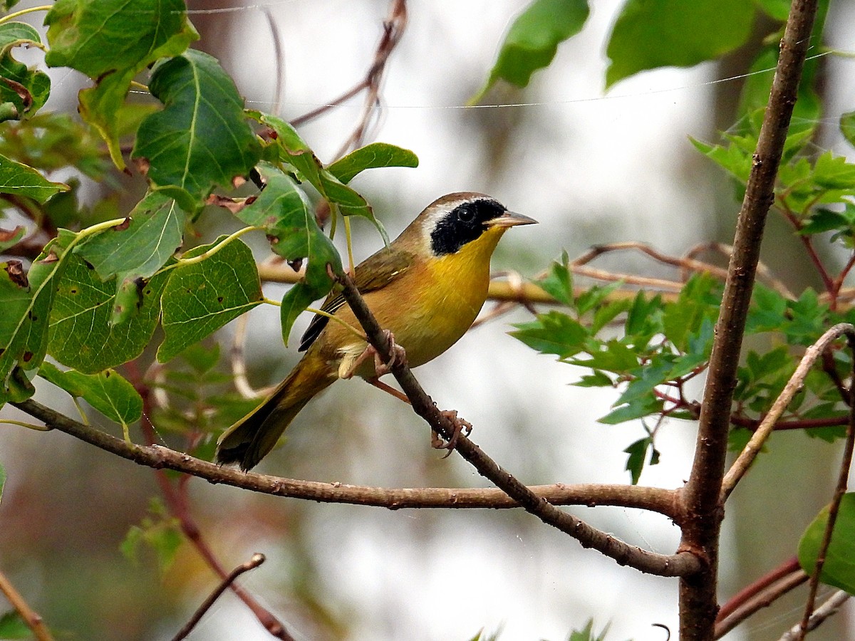 Северная желтогрудка - ML644816974