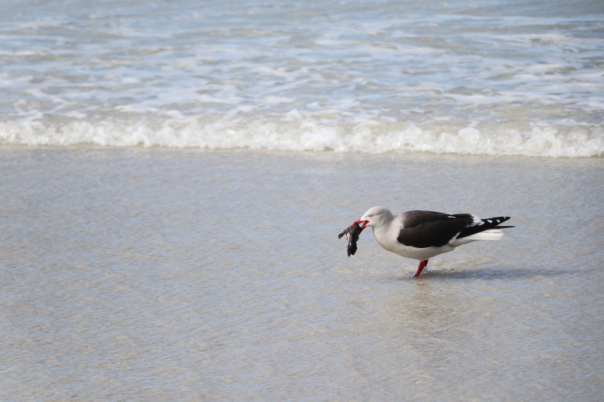 Dolphin Gull - ML644816980