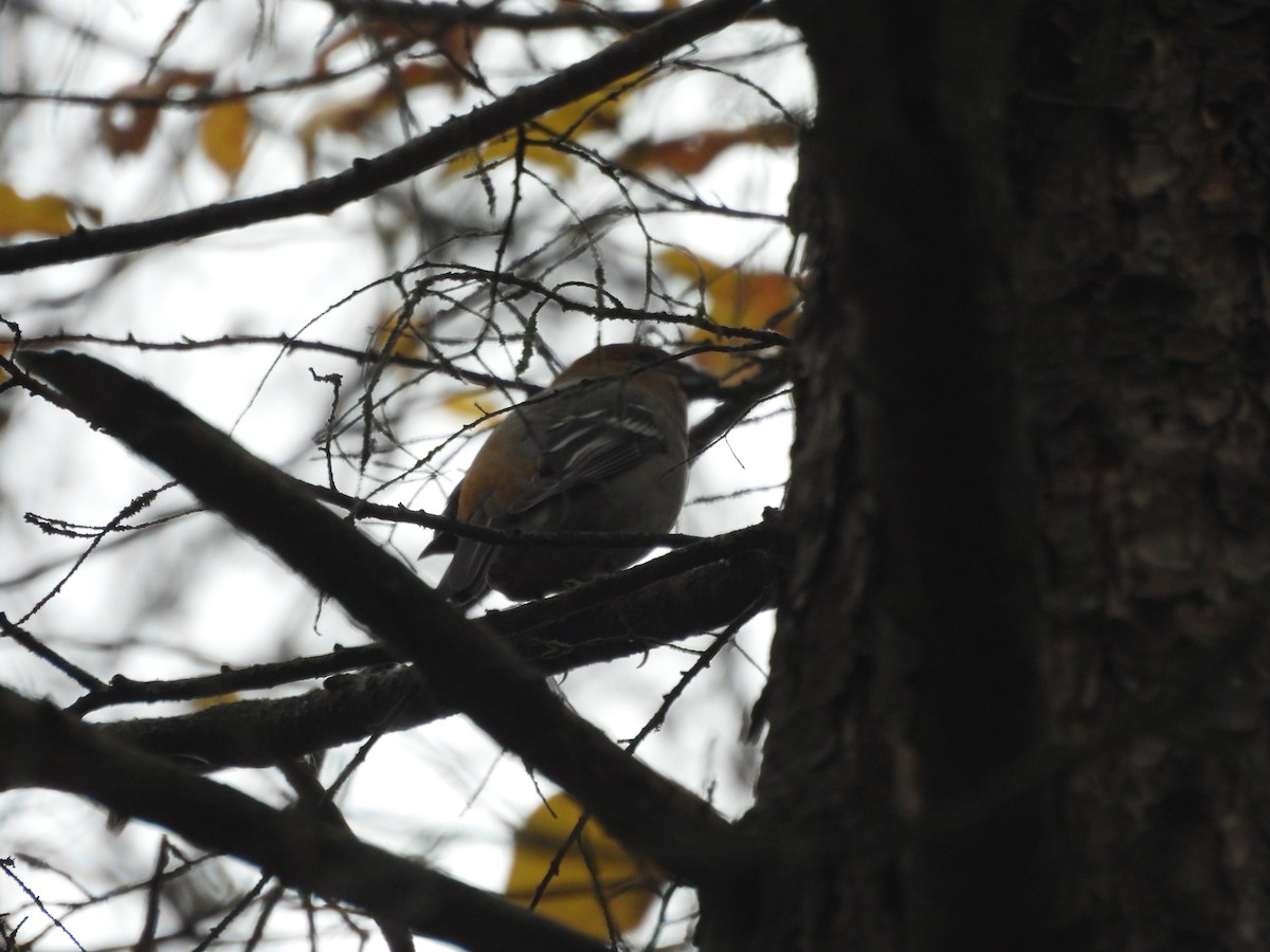Pine Grosbeak - ML644816982