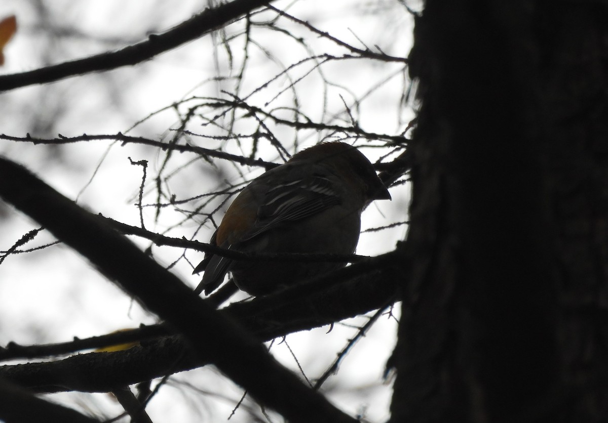Pine Grosbeak - ML644816983