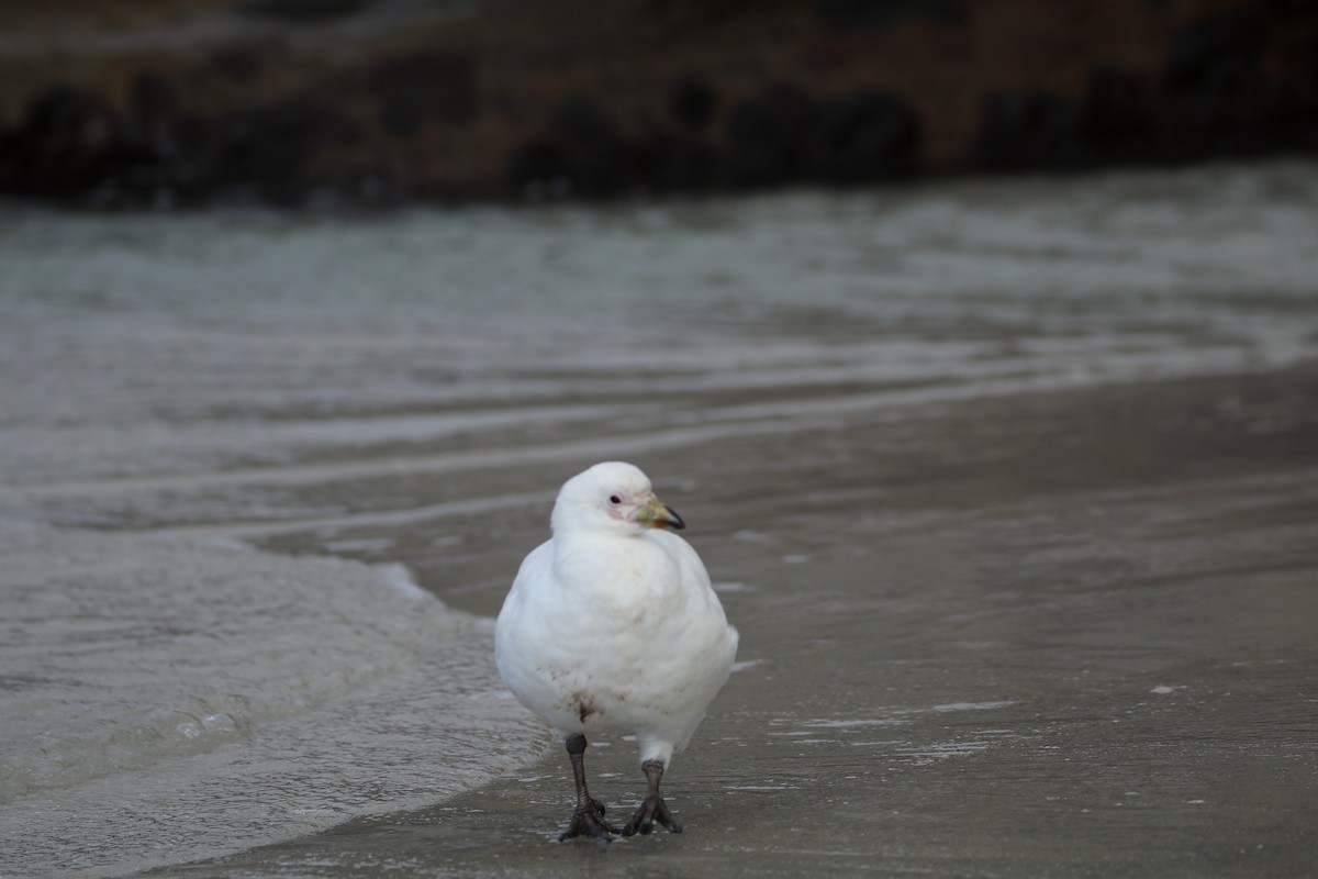Snowy Sheathbill - ML644816985