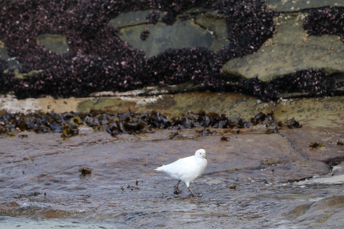 Snowy Sheathbill - ML644816986