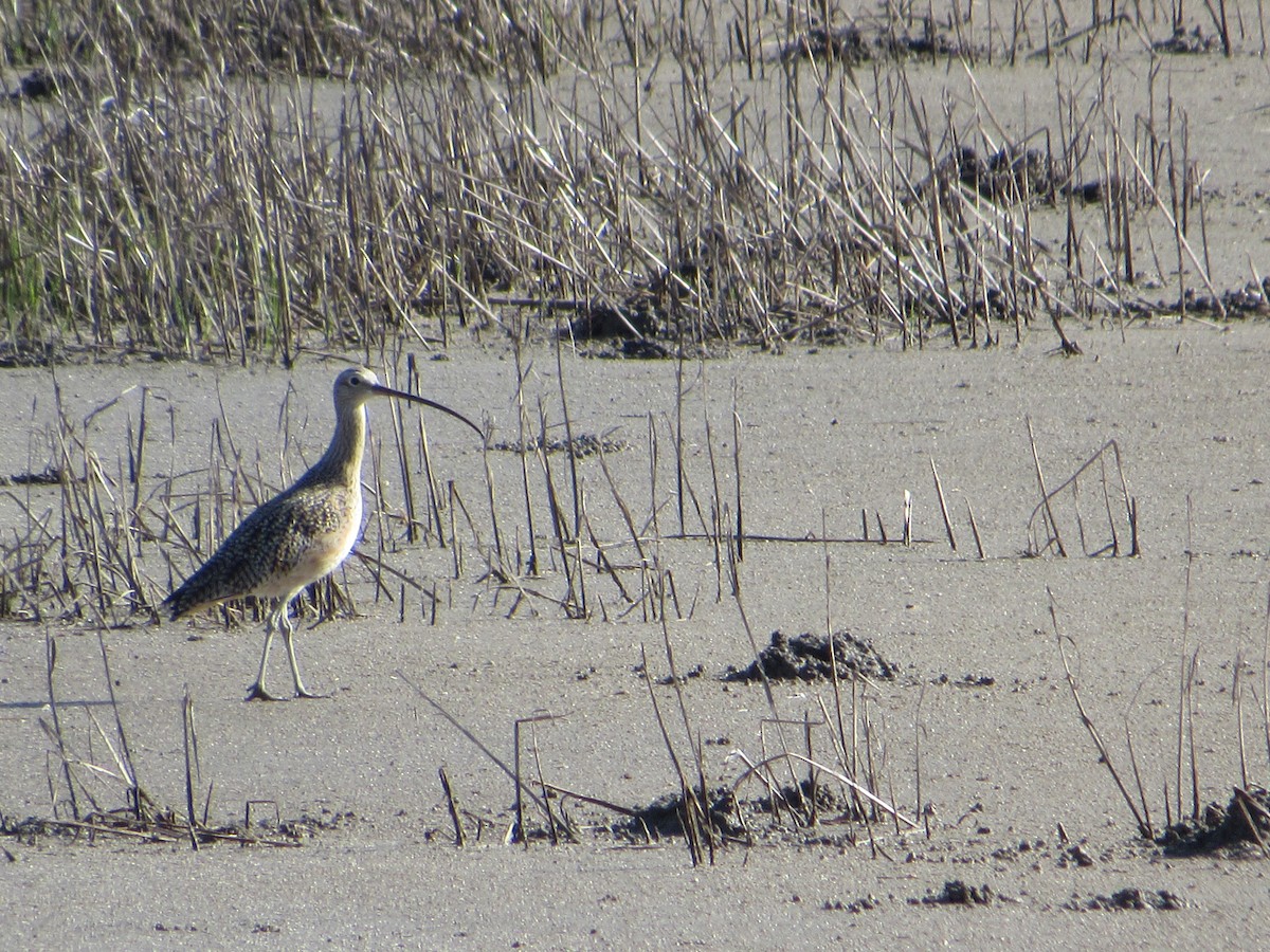 Long-billed Curlew - ML644816998