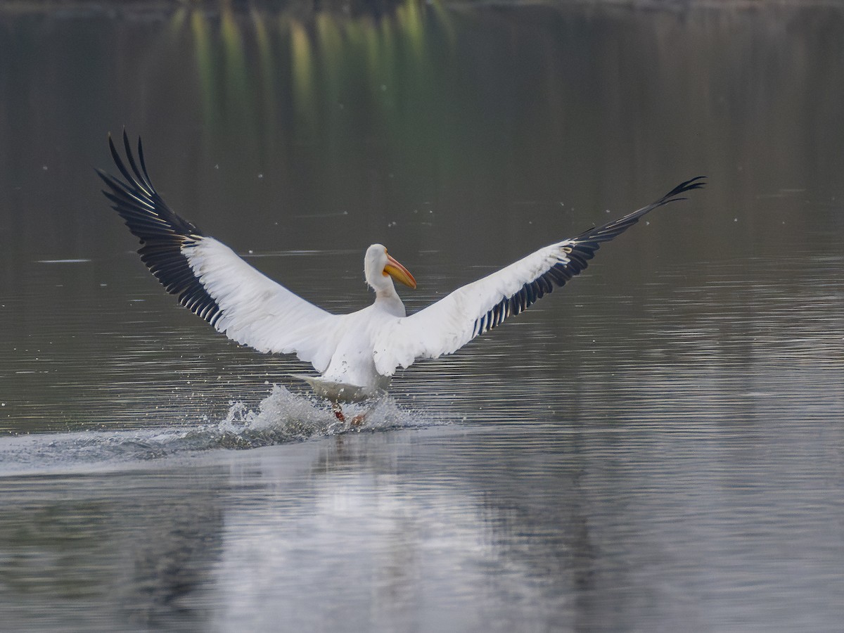 Amerika Pelikanı - ML644817017