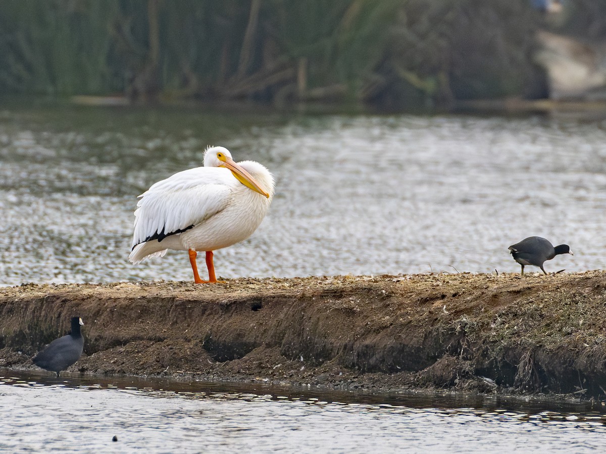 Amerika Pelikanı - ML644817018