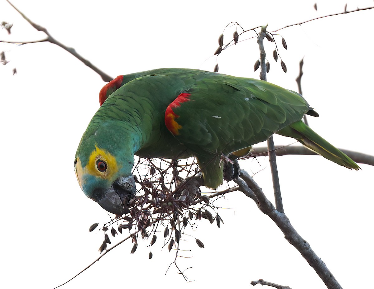Turquoise-fronted Amazon - ML644817034