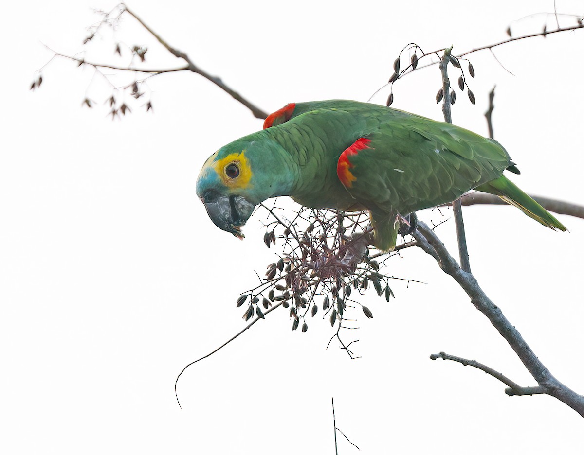 Turquoise-fronted Amazon - ML644817035