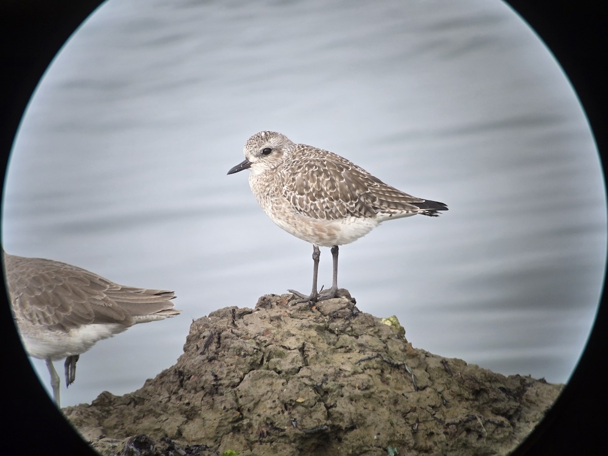 ダイゼン - ML644817040