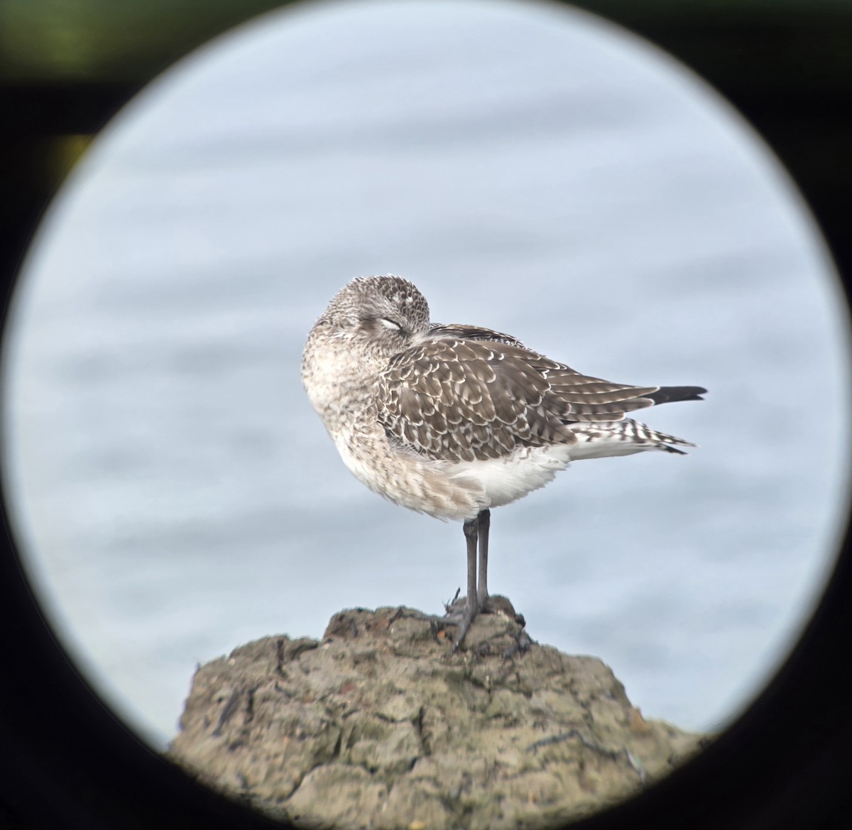 ダイゼン - ML644817041