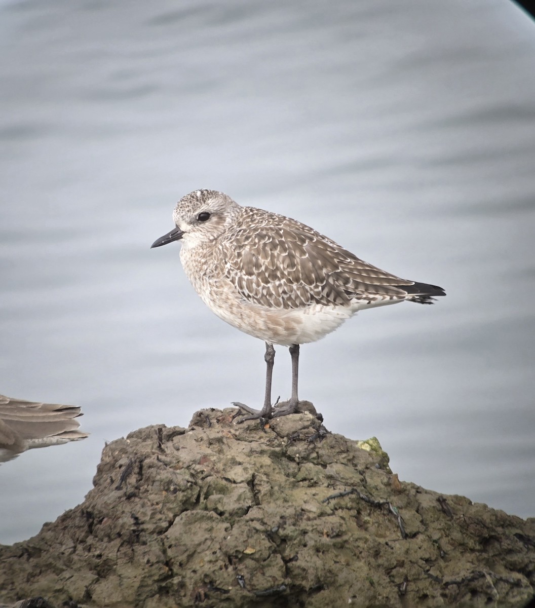 ダイゼン - ML644817042