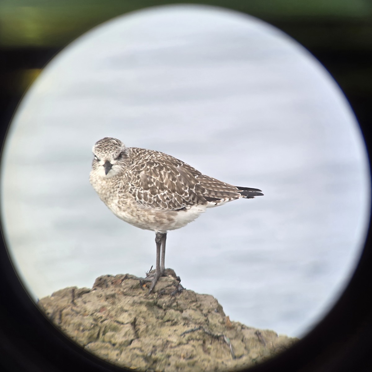 ダイゼン - ML644817043