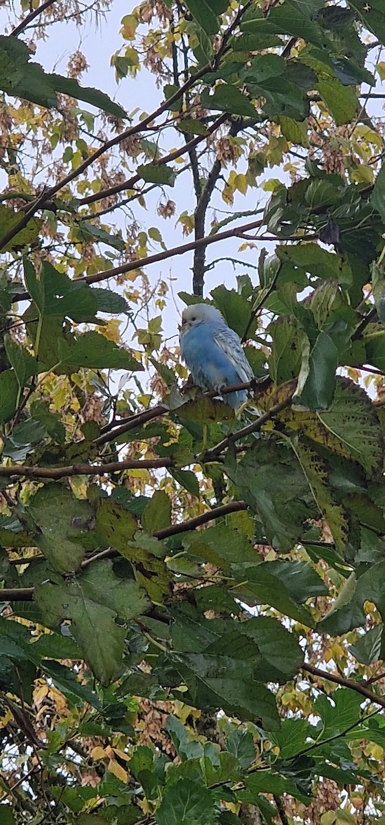 Budgerigar - ML644817046