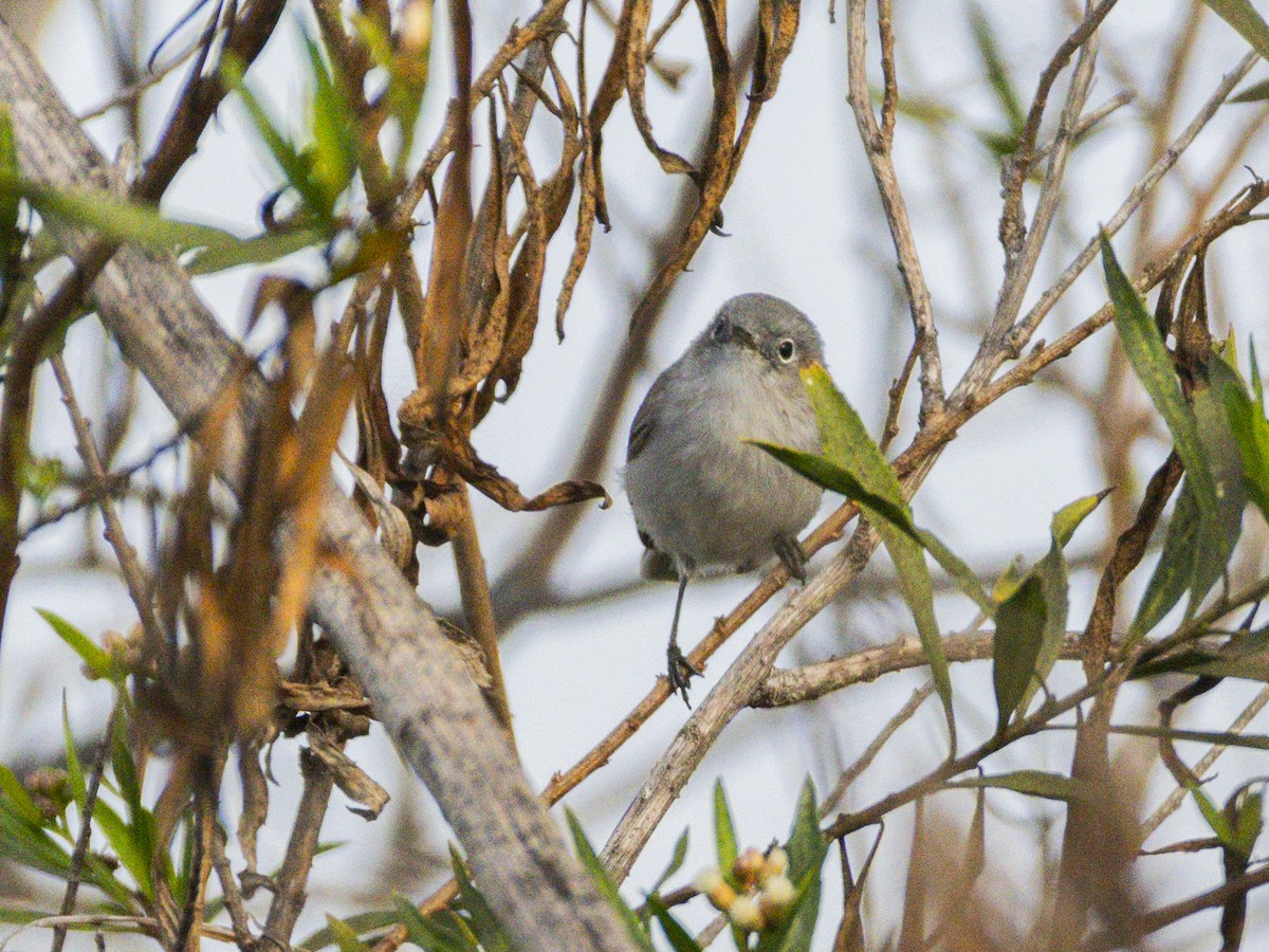 Blue-gray Gnatcatcher - ML644817057