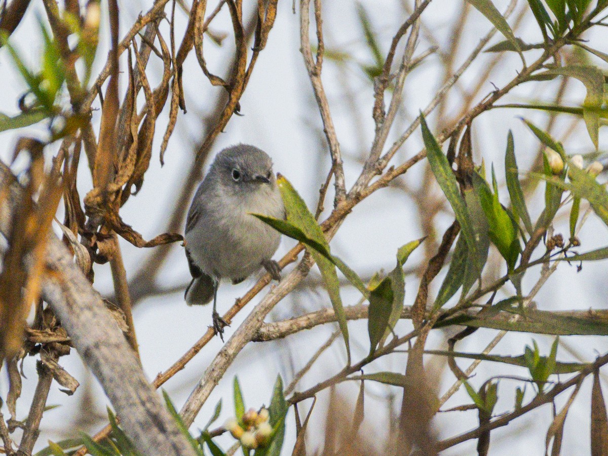 Blue-gray Gnatcatcher - ML644817058