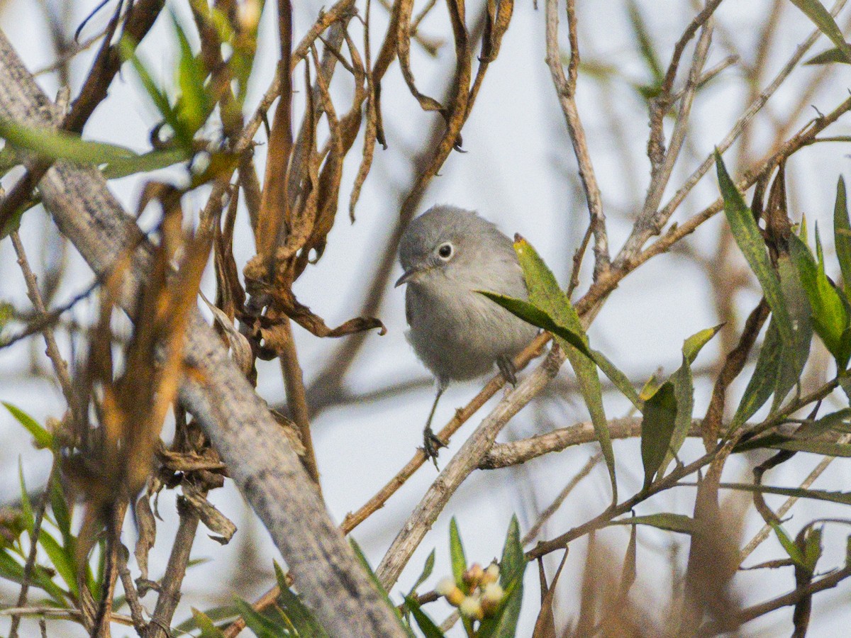 Blue-gray Gnatcatcher - ML644817059
