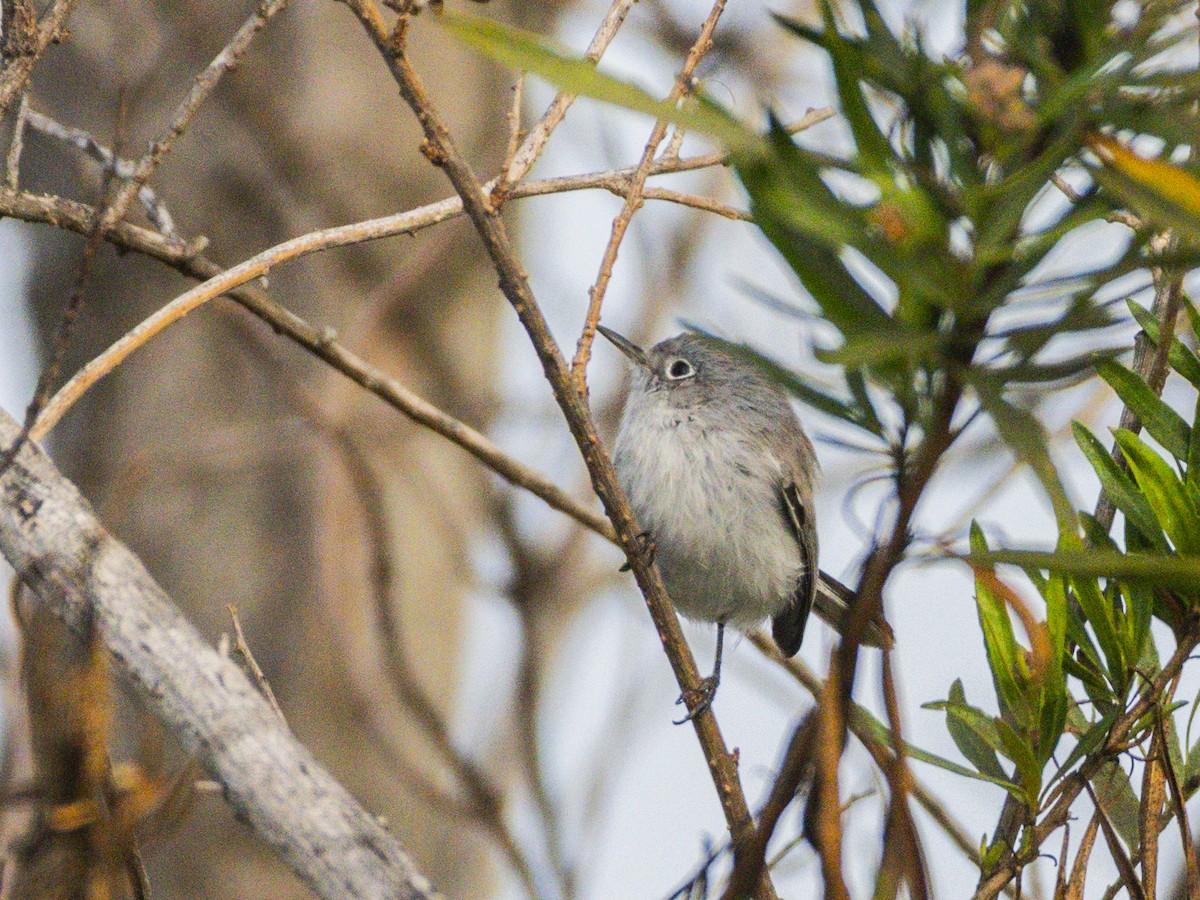 Blue-gray Gnatcatcher - ML644817060
