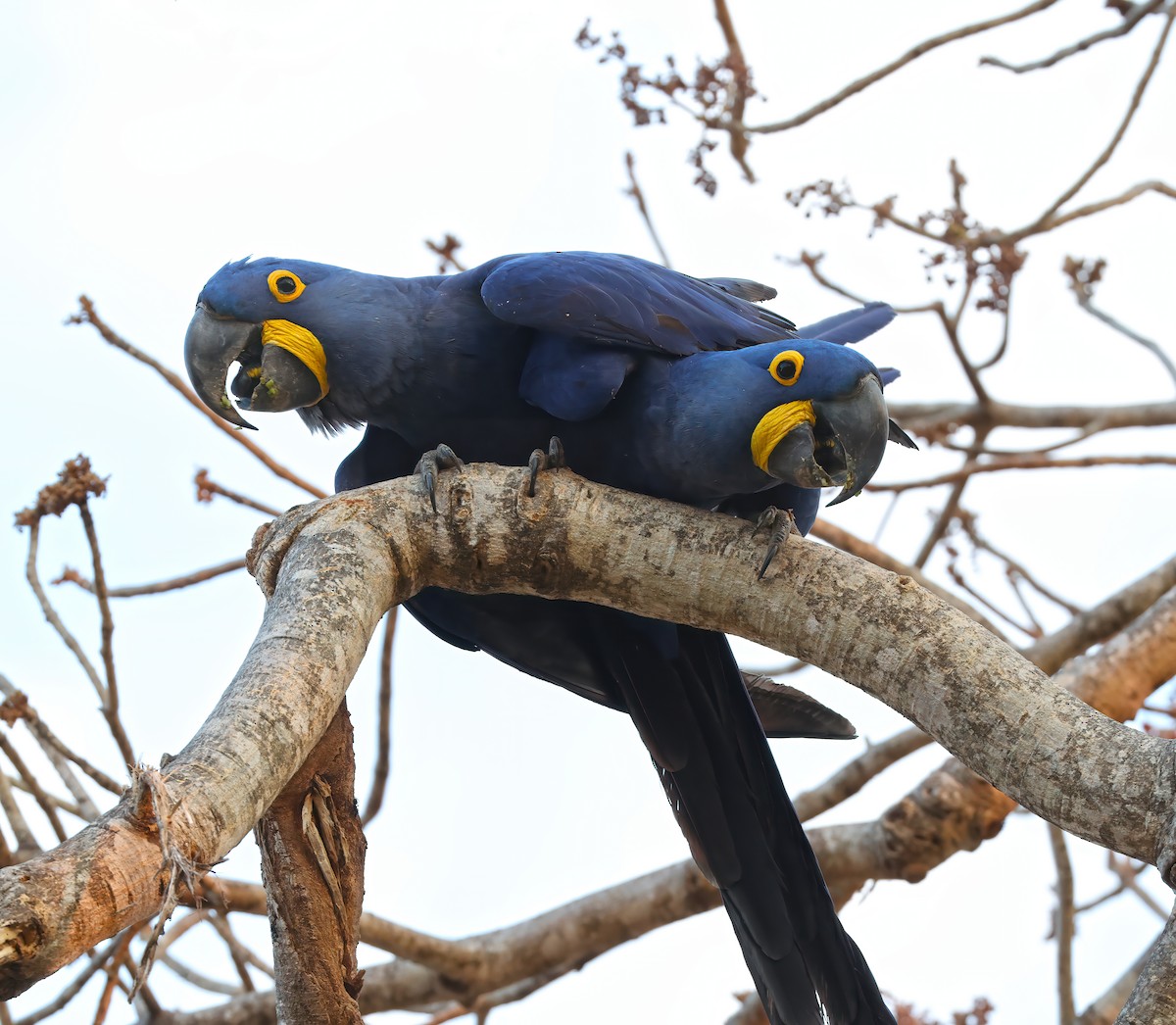 ara hyacintový - ML644817071