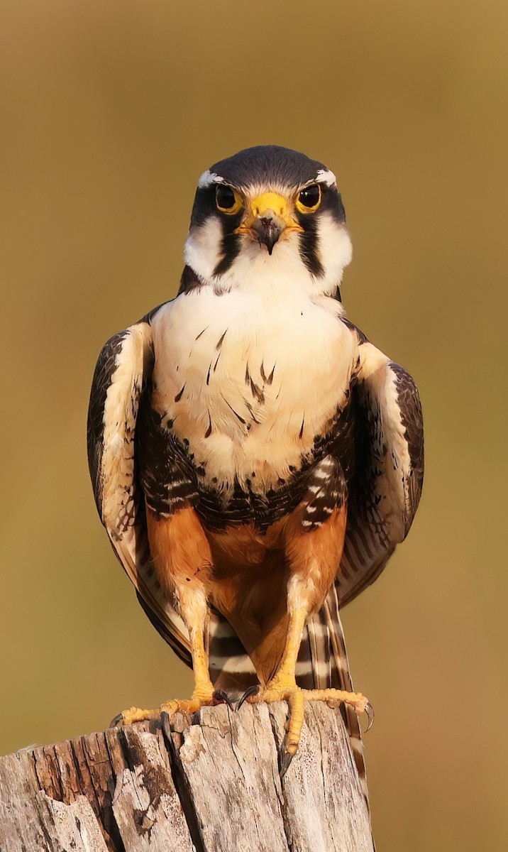 ostříž aplomado - ML644817110