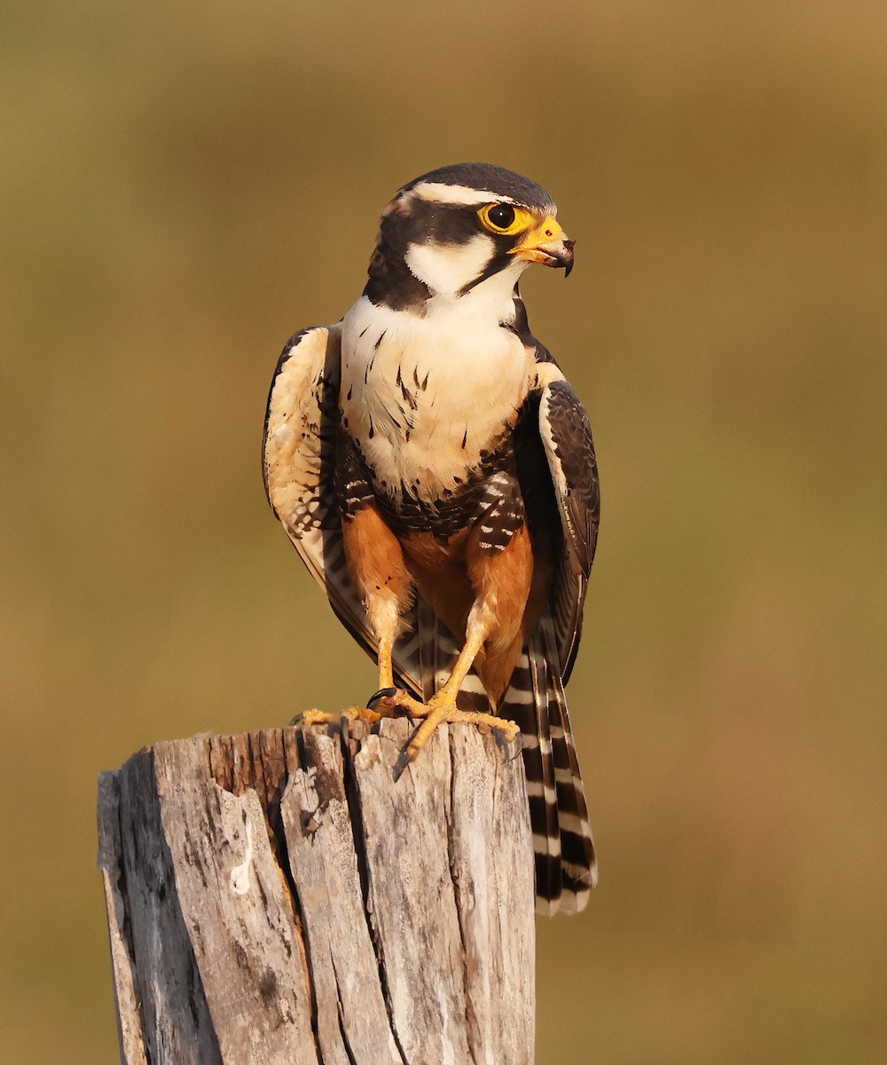 ostříž aplomado - ML644817111