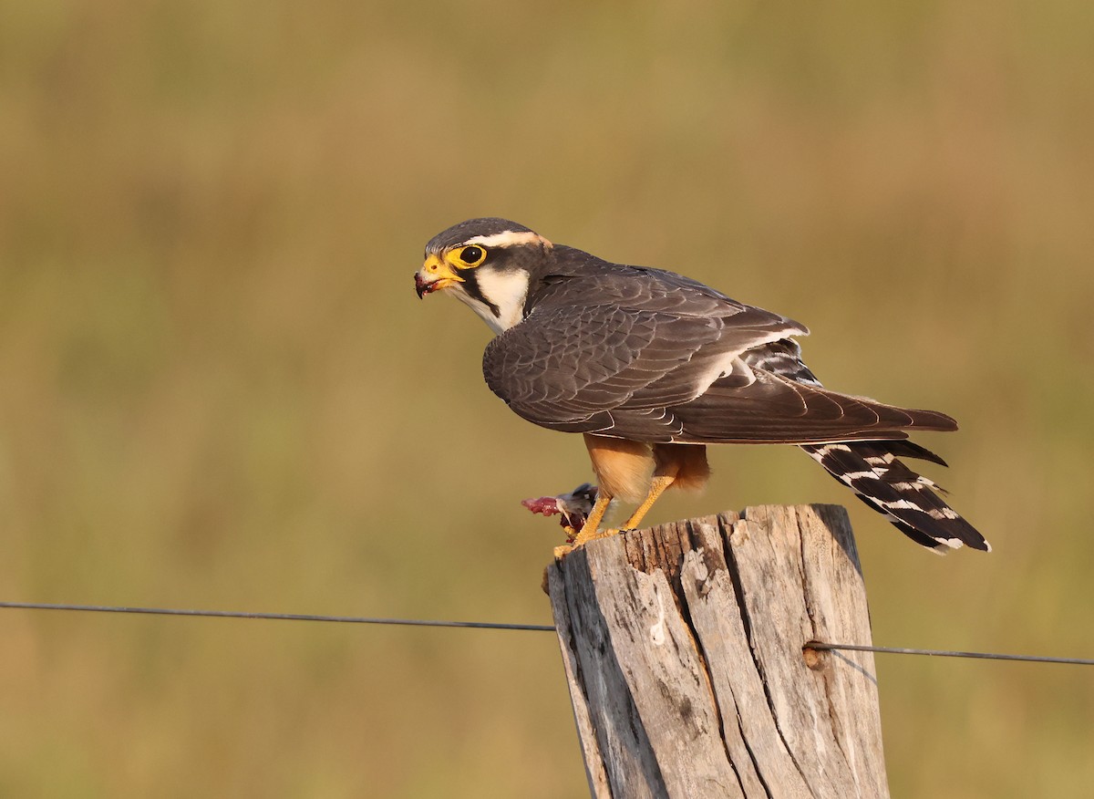 ostříž aplomado - ML644817112