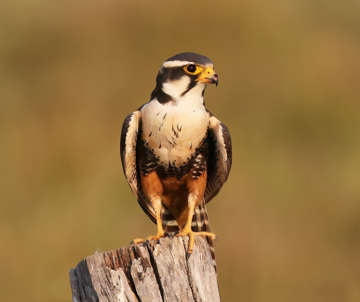 ostříž aplomado - ML644817113