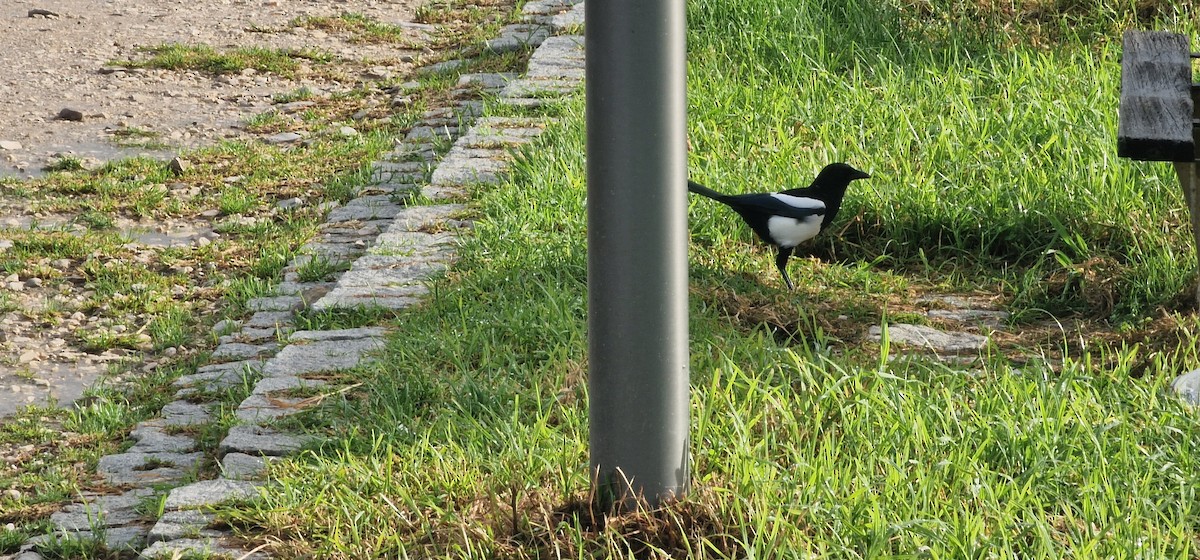Eurasian Magpie - ML644817126