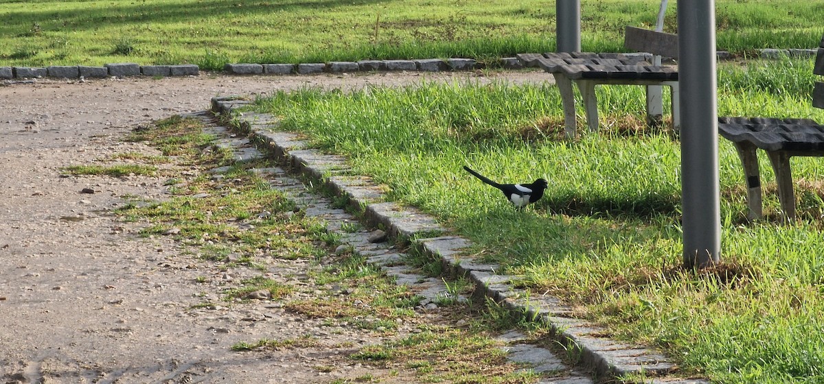 Eurasian Magpie - ML644817127