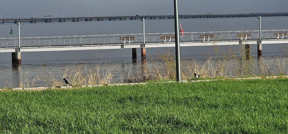 Eurasian Magpie - ML644817128