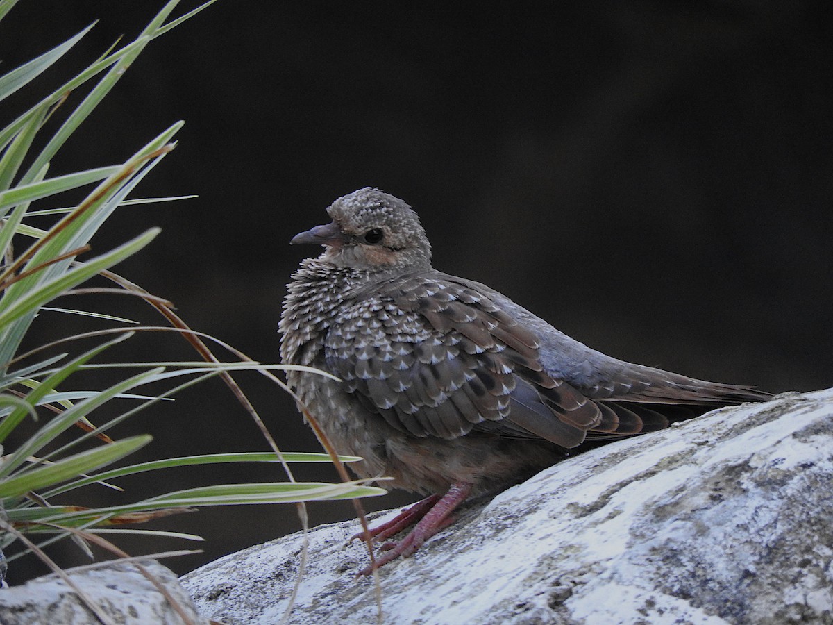 Eared Dove - ML644817130