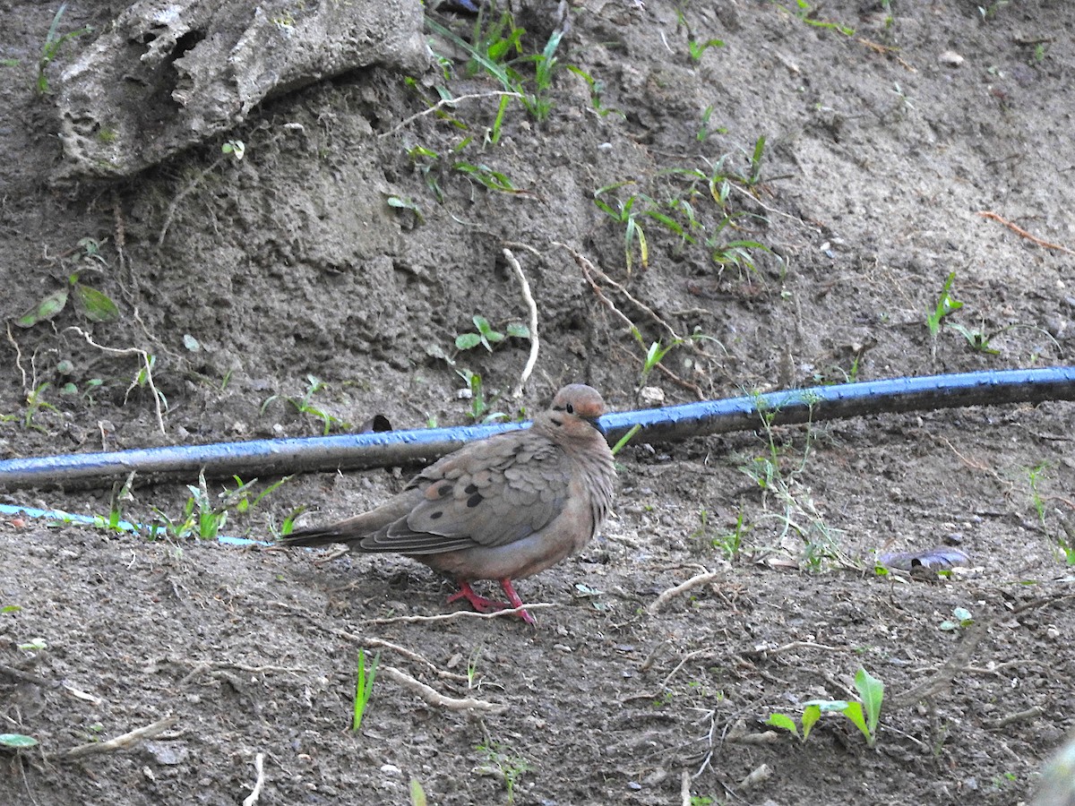 Eared Dove - ML644817132