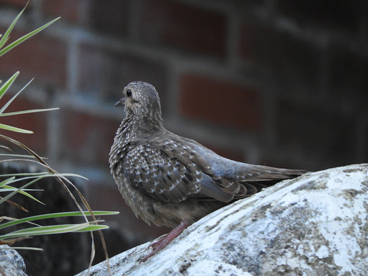 Eared Dove - ML644817133