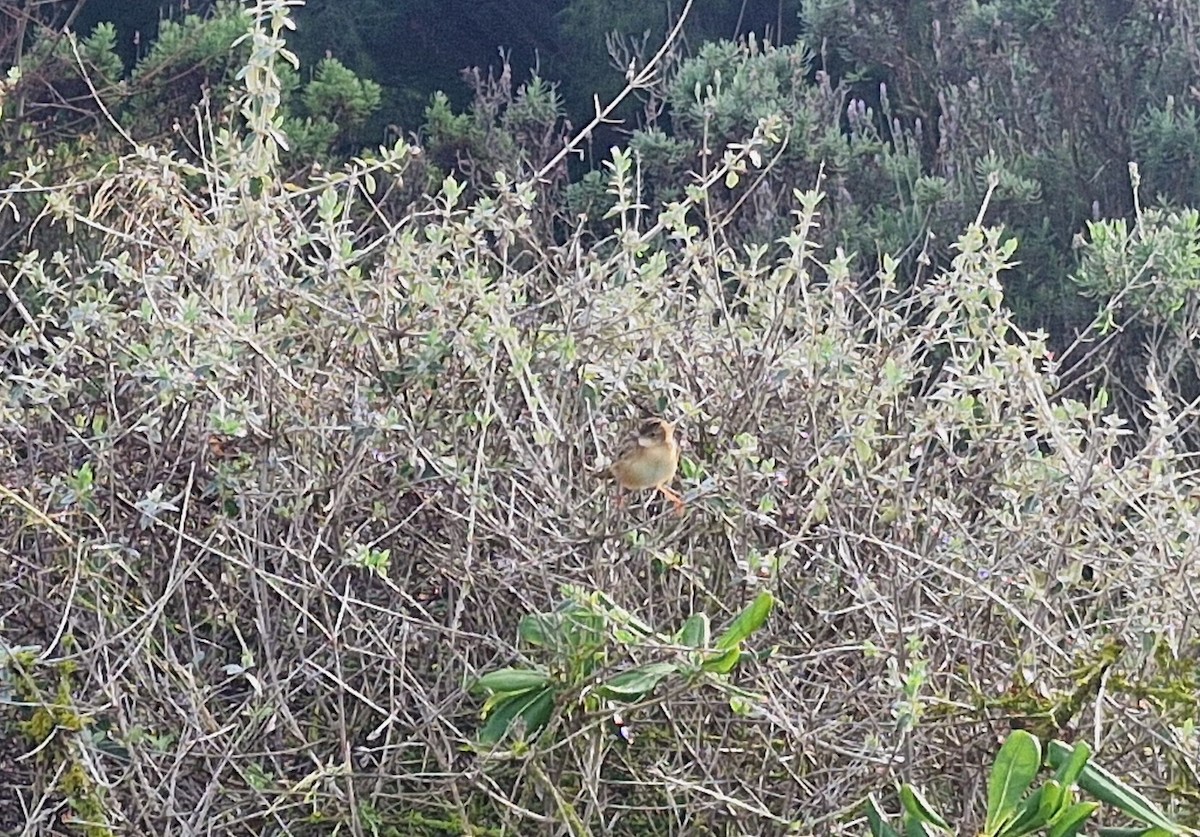 Zitting Cisticola - ML644817138