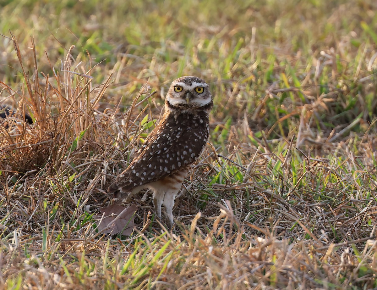 sýček králičí - ML644817140