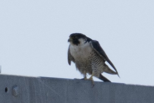 Peregrine Falcon - ML644817147
