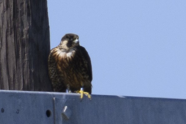 Peregrine Falcon - ML644817148