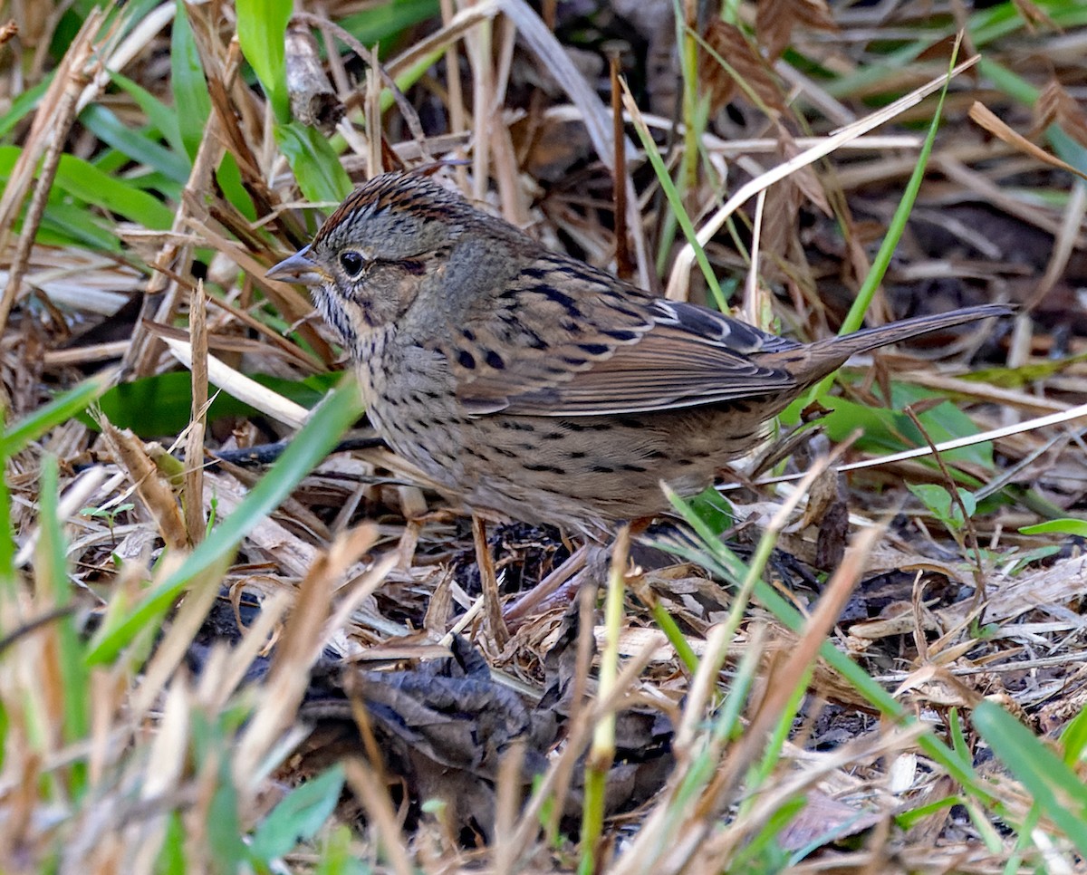 Lincoln's Sparrow - ML644817154