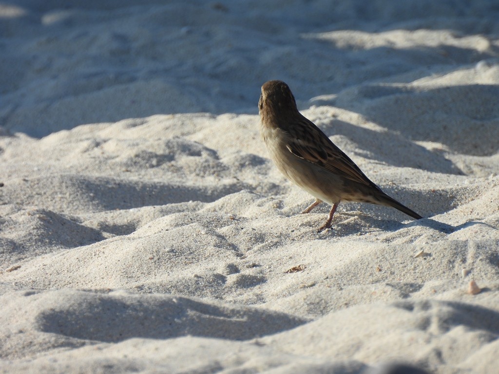 House Sparrow - ML644817163