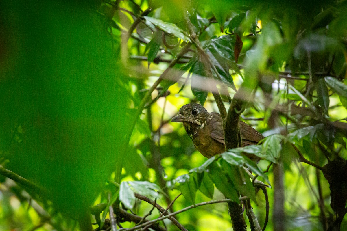 Мурашниця гватемальська - ML644817164