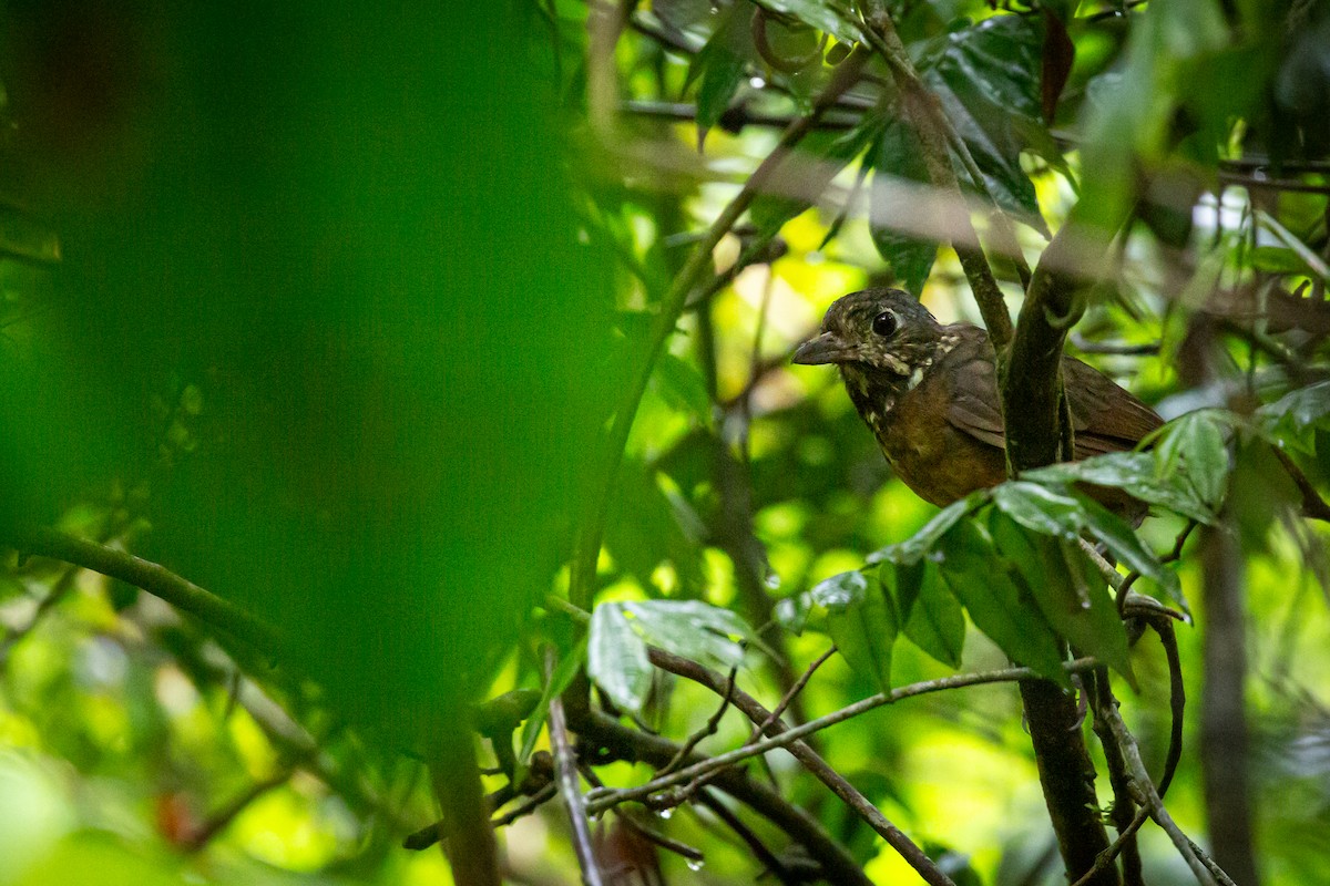 Мурашниця гватемальська - ML644817165