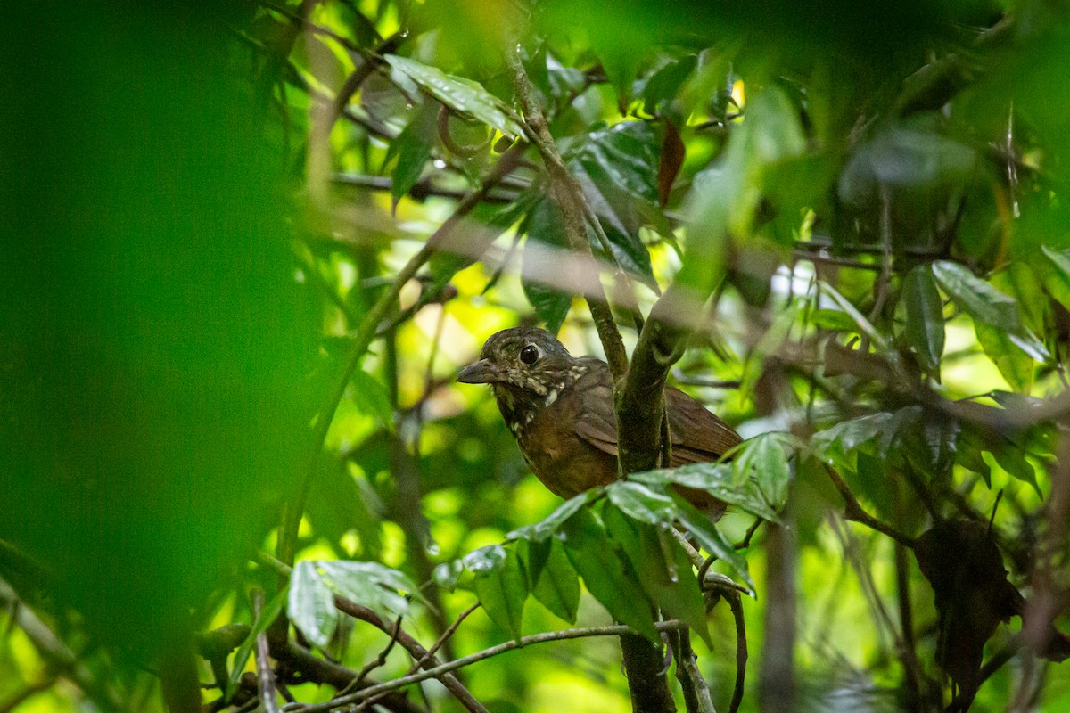 Мурашниця гватемальська - ML644817166