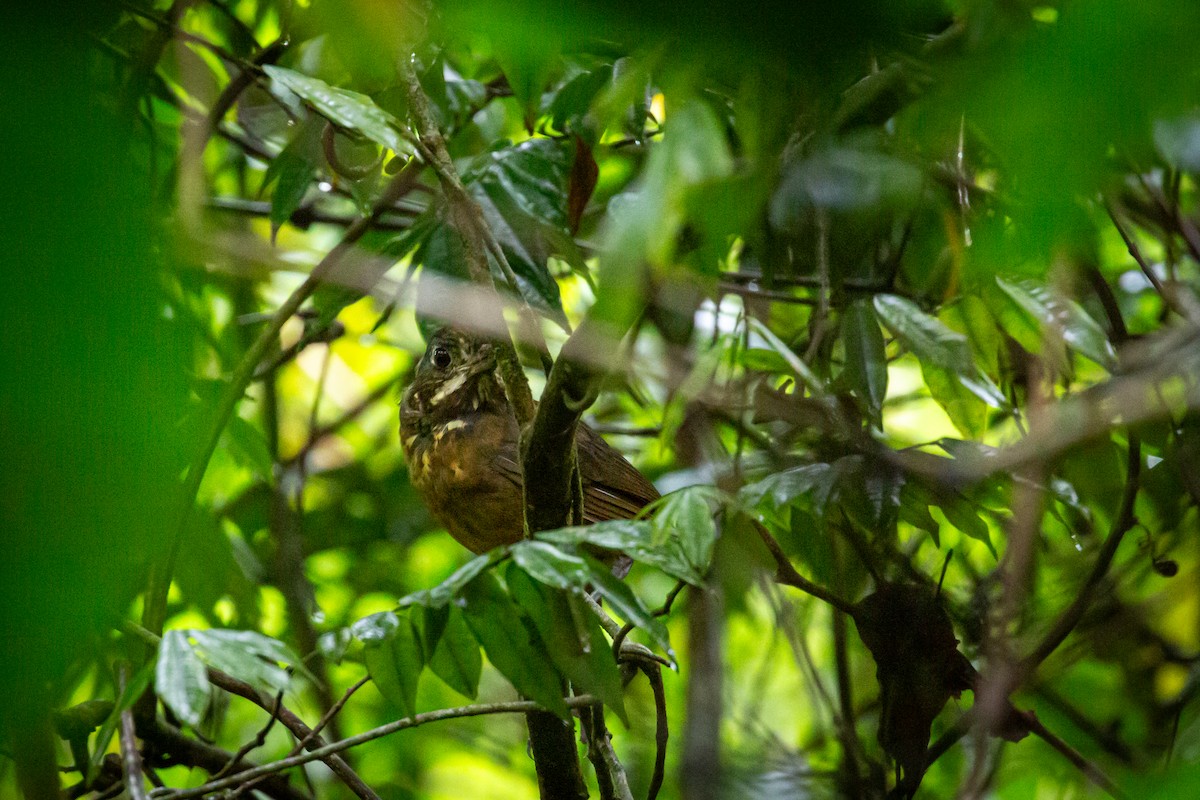 Мурашниця гватемальська - ML644817167