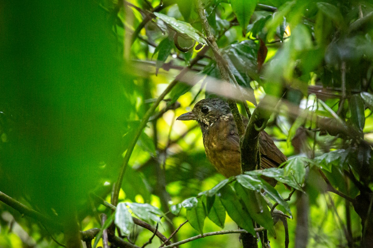 Мурашниця гватемальська - ML644817168