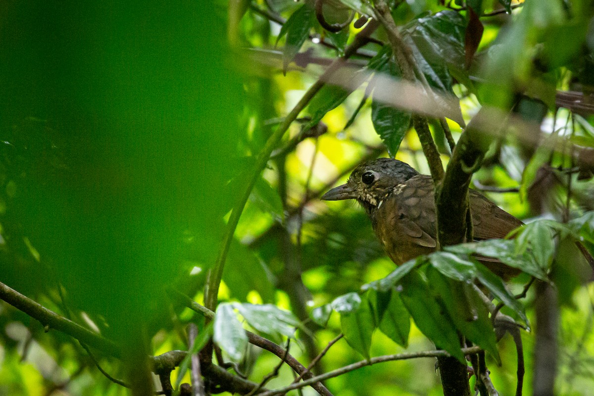 Мурашниця гватемальська - ML644817169