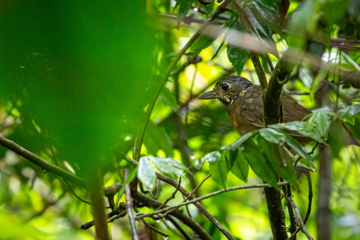 Мурашниця гватемальська - ML644817170