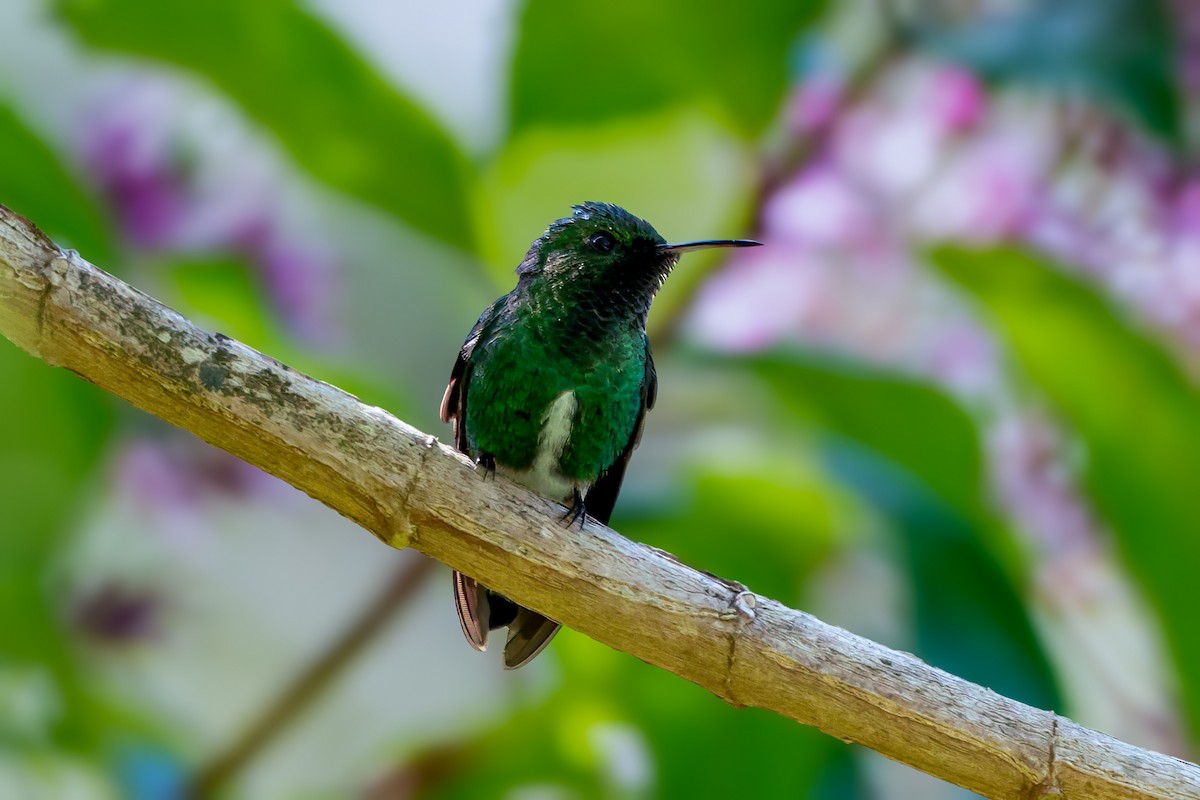 Stripe-tailed Hummingbird - ML644817175