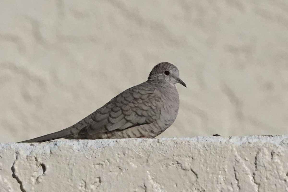 Inca Dove - ML644817194