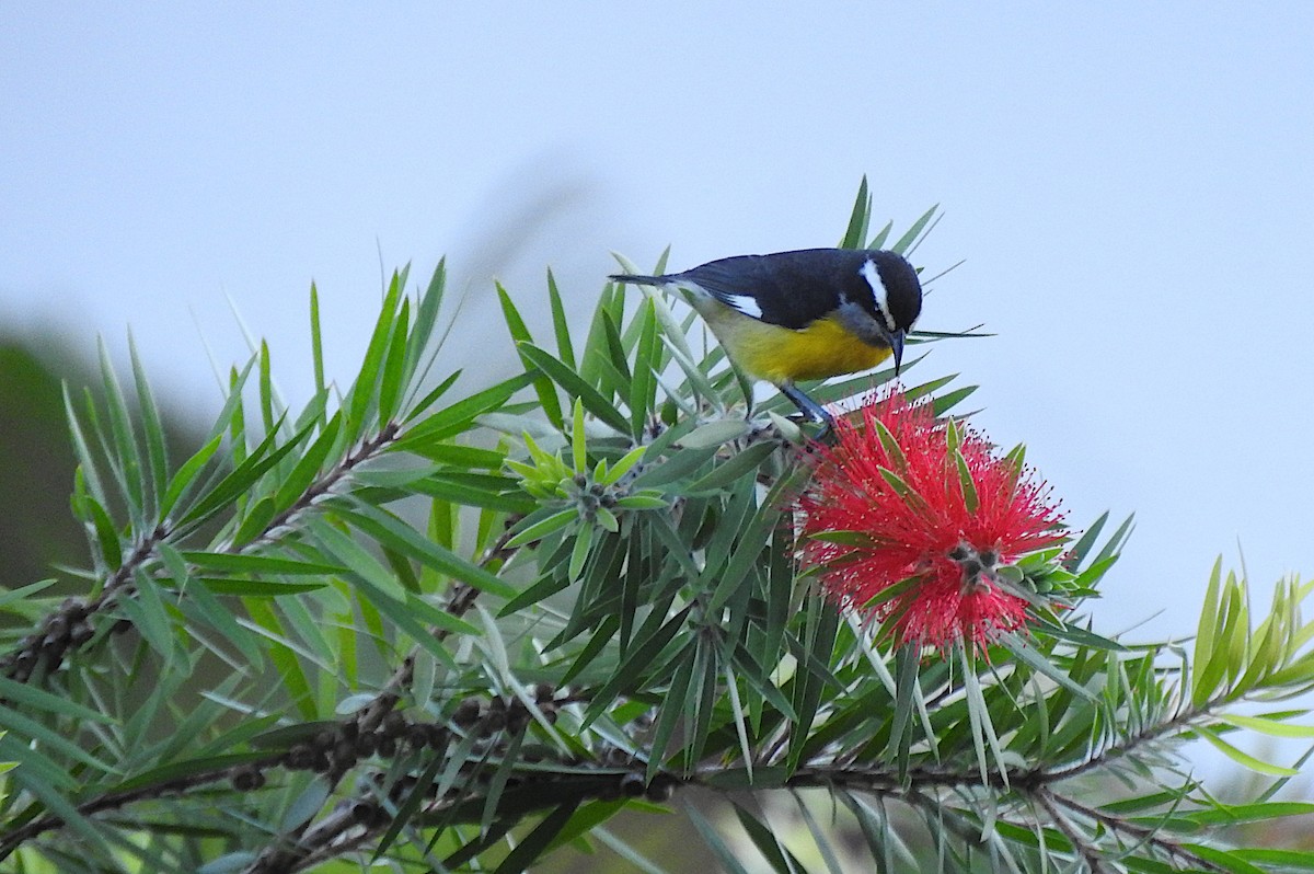 Bananaquit - ML644817204