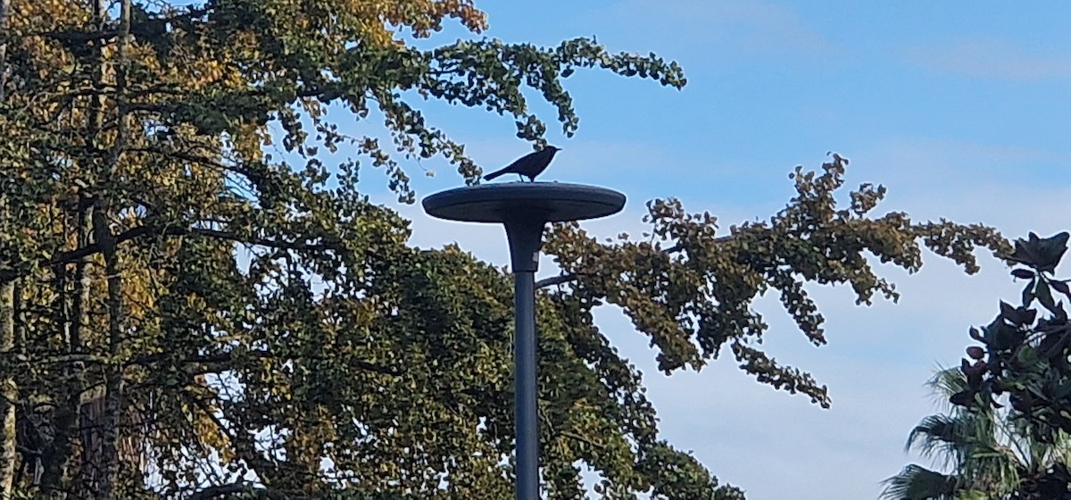 Eurasian Blackbird - ML644817217