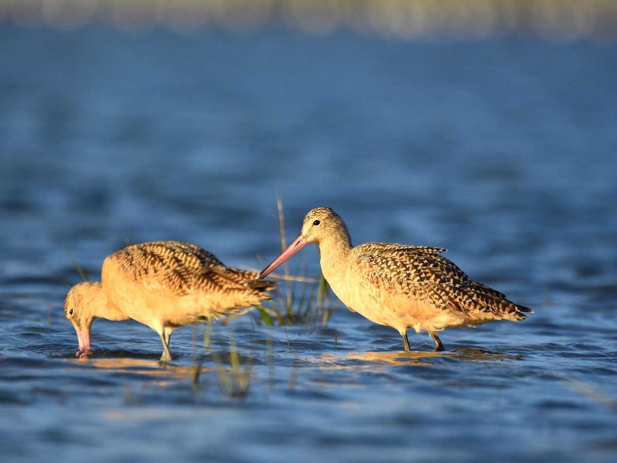 Marbled Godwit - ML644817219